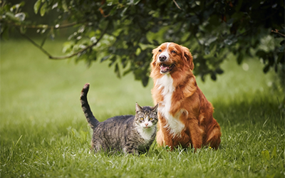 10 Common Orthopaedic Issues in Dogs and Cats