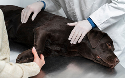 The Role of Nutrition in Pet Surgery and Recovery