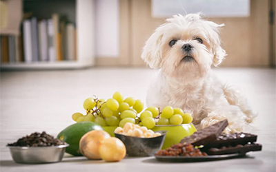 Understanding Poison Control for Pets: What You Need to Know