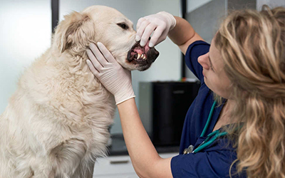 Dental Health for Pets: Why It’s More Important Than You Think