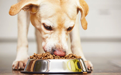 Choosing the Right Diet for Your Pet