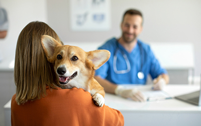 The Role of Preventative Care in Your Pet's Health