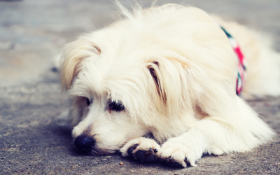 Dog Fainting: Causes and What to Do